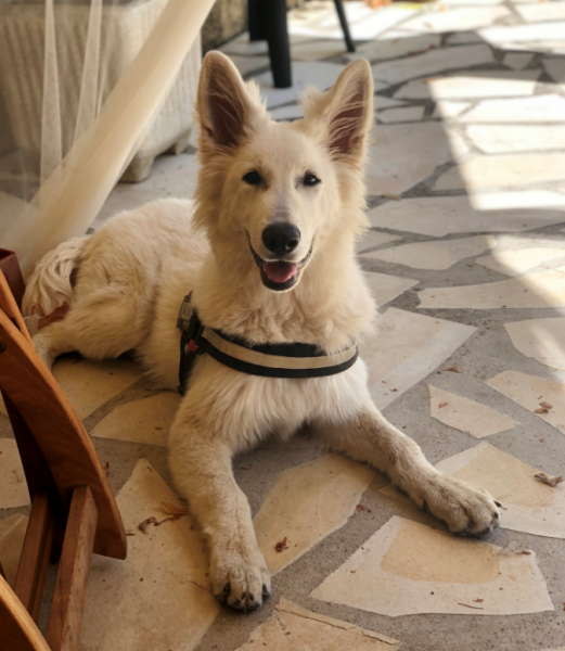 Service de garde d’animaux à domicile pour particuliers à Six fours les plages