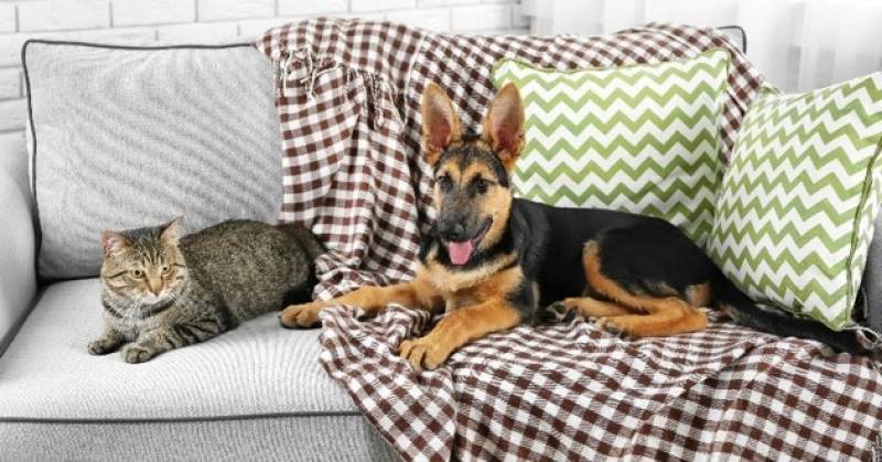 Comment enlever des poils d'animaux sur le canapé