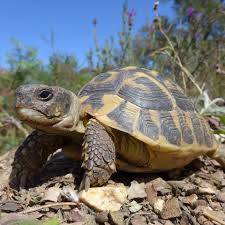 village des tortues de carnoules